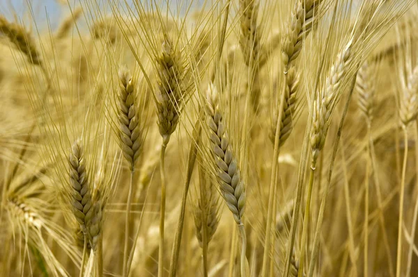Campo di grano en finca — Foto de Stock