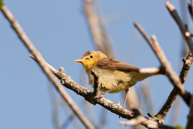 Melodious Warbler (Hippolais polyglotta) on a branch against blue sky clipart