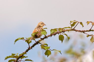 Çizgili tarihimin ötleğen (Cisticola juncidis) mavi gökyüzü karşı bir branc üzerinde