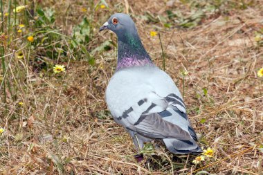 An common pigeon walking in the woods clipart