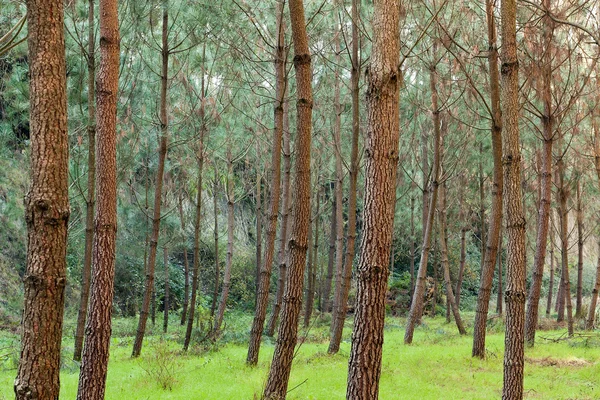 Çam ağaçlarının yeşilimsi çimenlerin üzerinde — Stok fotoğraf