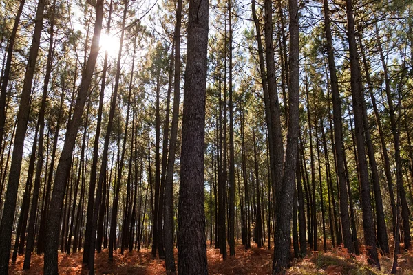 Foresta di pino sotto il sole — Foto Stock