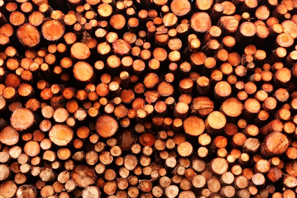 Pine wood högen — Stockfoto