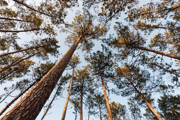 Canopy de pinheiros — Fotografia de Stock