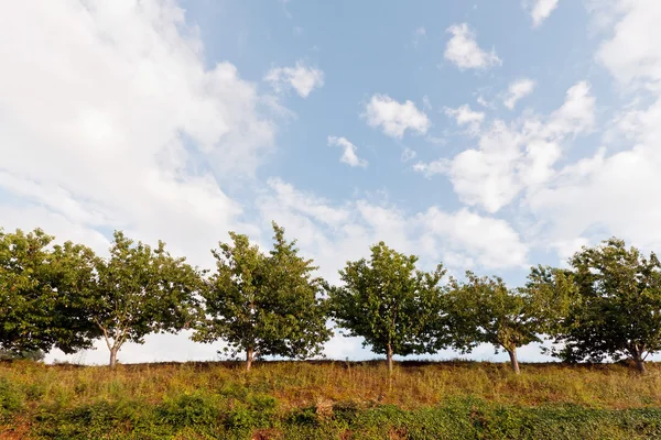 Rij van bomen van onderen bekeken tegen blauwe hemel wolken — Stockfoto