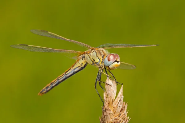 stock image Yellow Dragonfly