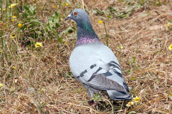 An common pigeon walking in the woods — Stock Photo, Image