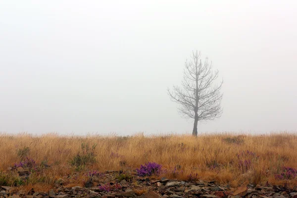 Landscape of a lawn and tree covered by fog — Stock Photo, Image
