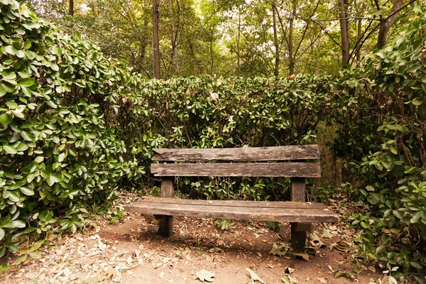 stock image Empty old wooden bench against foliage and trees