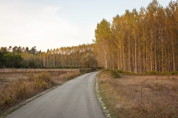 Secondary road by woods at dusk in Portugal — Stock Photo, Image