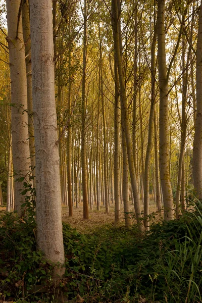 Padrão de árvores verticais durante o anoitecer em Portugal — Fotografia de Stock