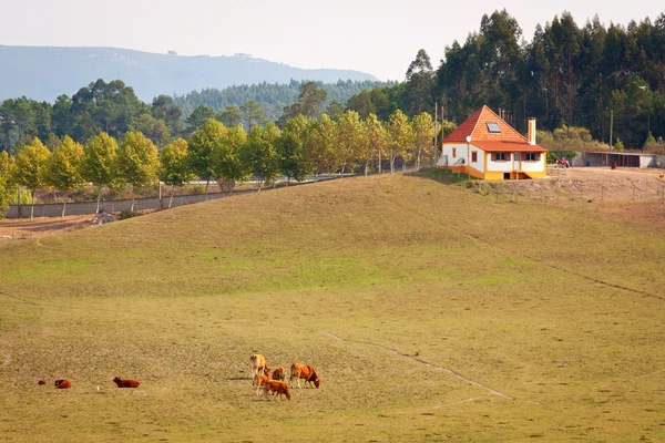 stock image Farm and Cows