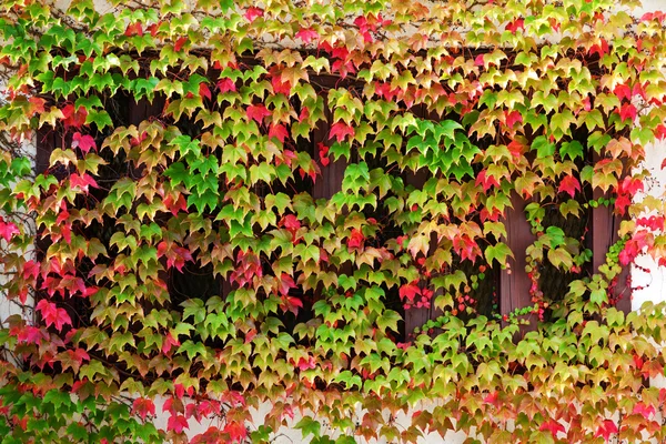 Fensterherbstkletterpflanze — Stockfoto