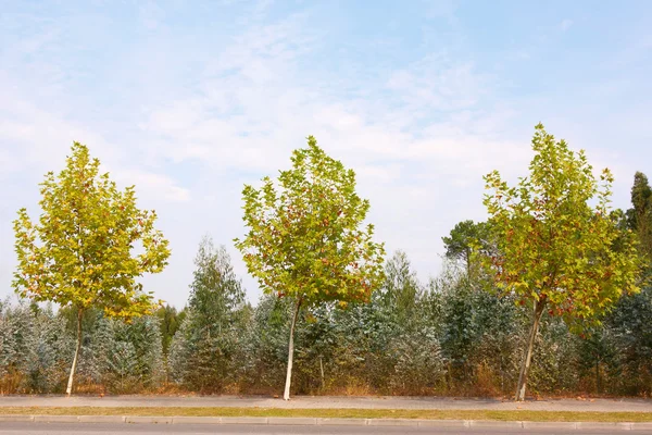 Tres árboles de otoño Fotos de stock