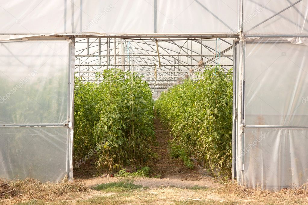 Portuguese greenhouse — Stock Photo © paulomfpires 7305912