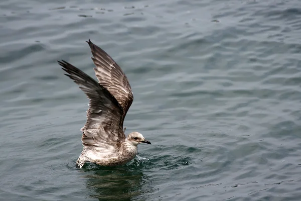 stock image Seagull