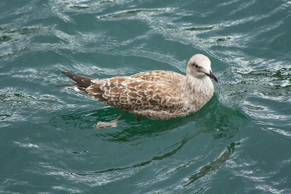 Nado de gaivota — Fotografia de Stock