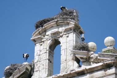 Stork nests clipart
