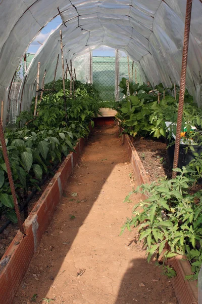 stock image Greenhouse