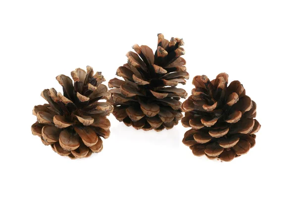 stock image Pinecone on a white background