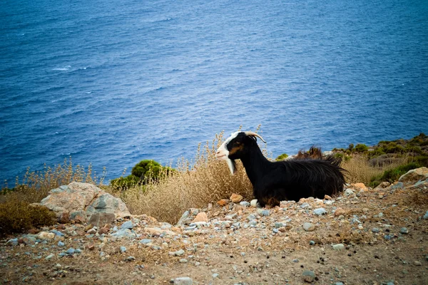 Black goat on the sea