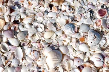 Seashell Background clipart