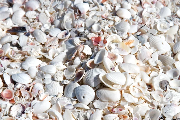 stock image Seashell Background