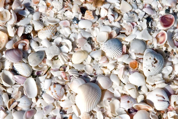 Contesto Seashell — Foto Stock