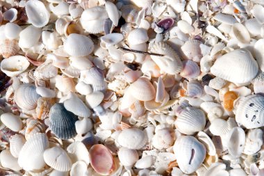 Seashell Background clipart