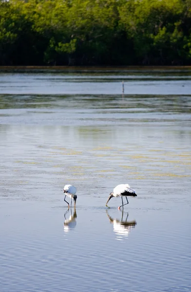 stock image Wetlands Wildlife