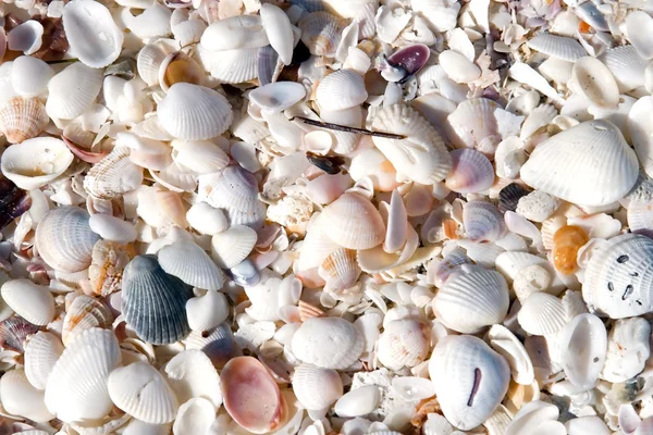 Seashell bakgrund — Stockfoto