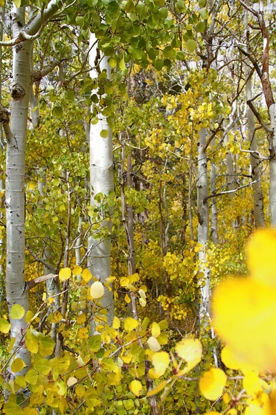 Sierra Autumn — Stock Photo, Image