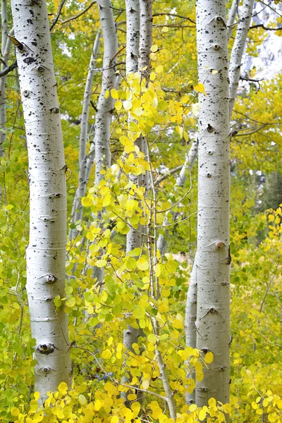 Sierra Autumn — Stock Photo, Image