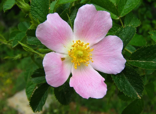 Rosa canina květi — Stock fotografie