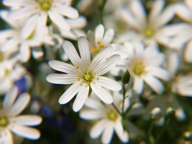 Beyaz stitchwort