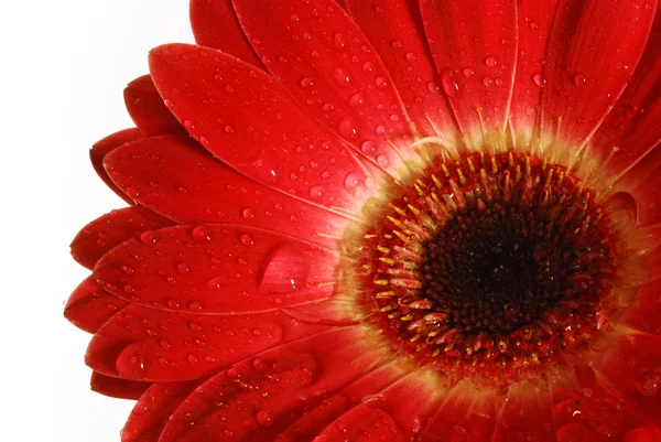 stock image Red gerbera isolated on white with drops of water