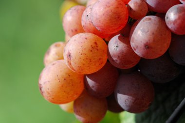 Colorful grapes in vineyard clipart