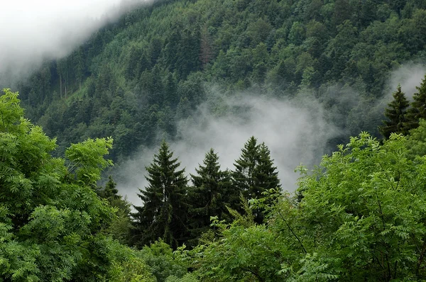 Black Forest landscape — Stock Photo, Image