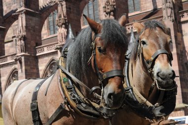 Brewery horses clipart