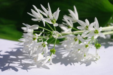 Ramson Flower clipart