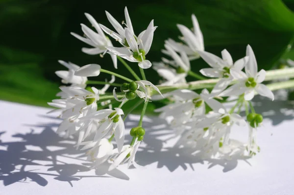 Ramson Flower — Stock Photo, Image