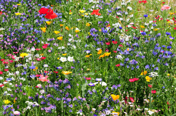 Flower meadow