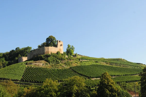 Castle and vineyard — Stock Photo, Image
