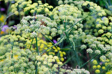 Fenchel.