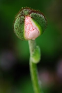 Mohn im Aufbruch
