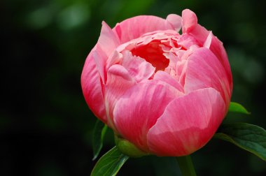 Päonie - Peony clipart