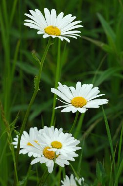 Margeriten - Marguerites