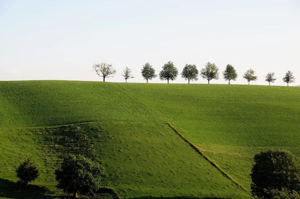 stock image Baumreihe