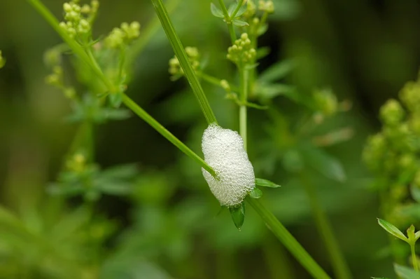 Zikadenschaum