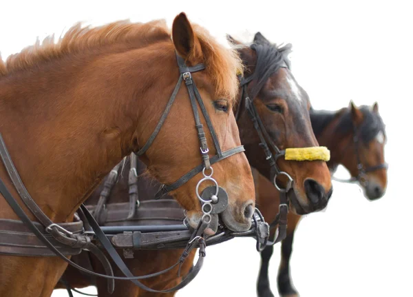 stock image Horses